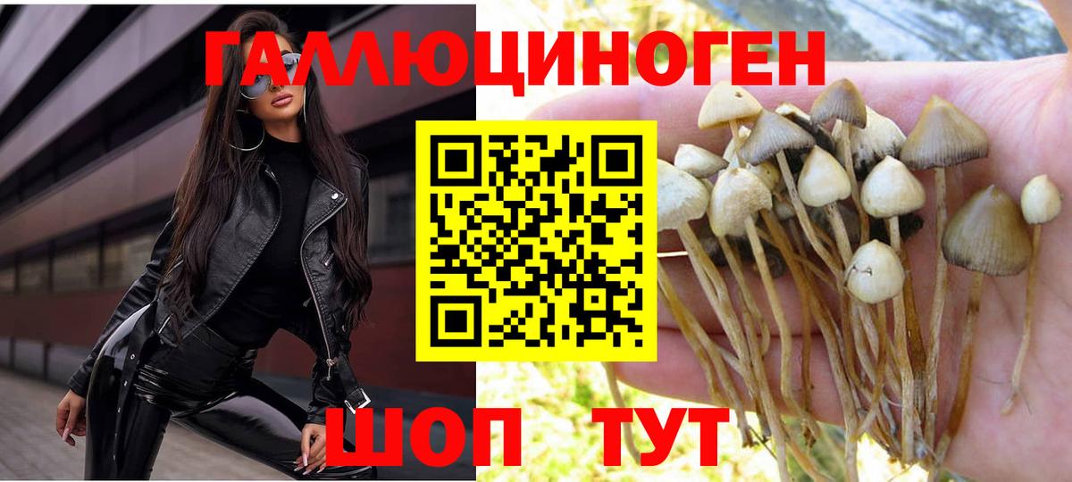 Галлюциногенные грибы Psilocybine cubensis Керчь